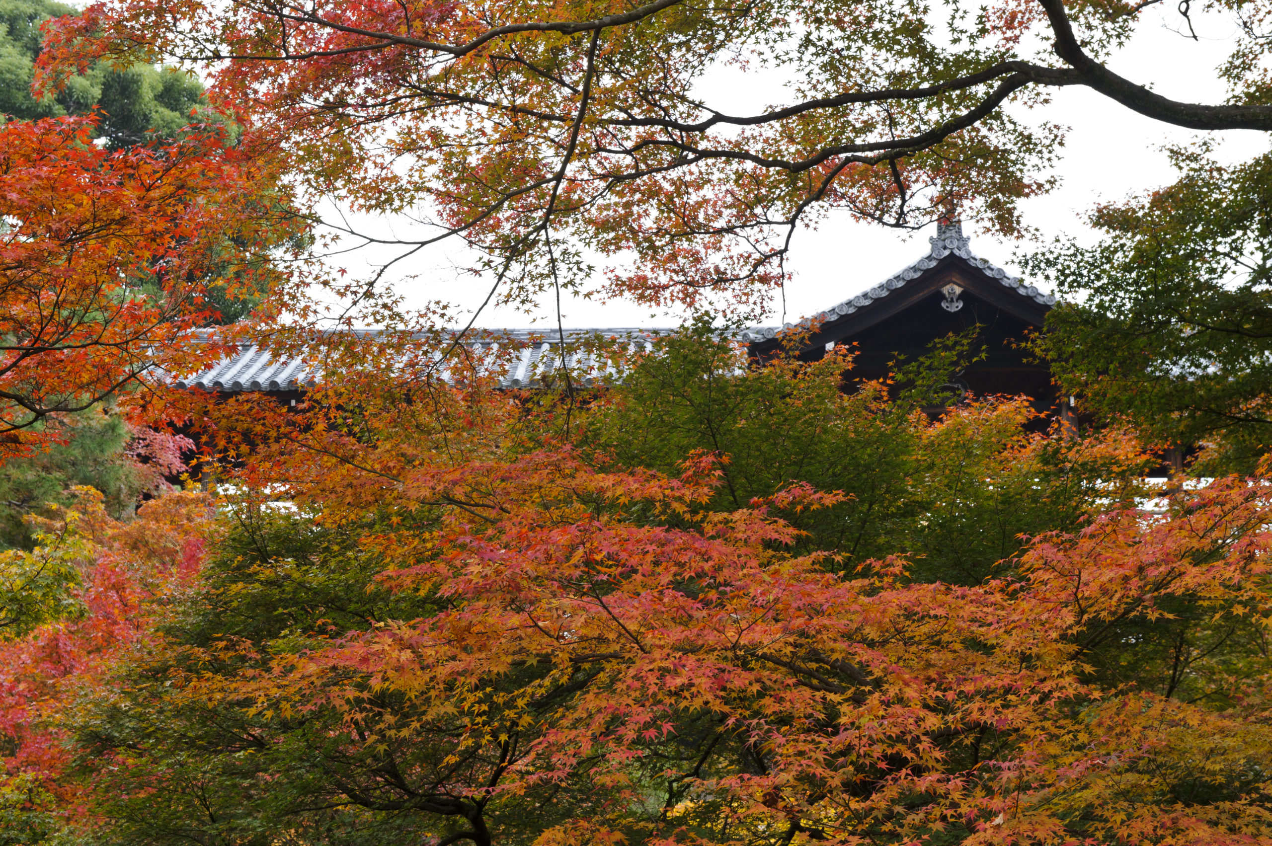 おでかけ】【京都女性カメラマンが教える】市内から近い京都の絶景紅葉 