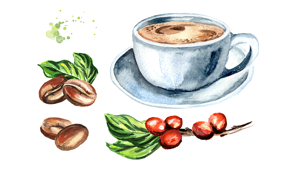 コーヒーって発酵食品？手元に届くまでの物語を知って、コーヒーをもっと楽しもう！