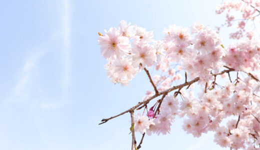 “桜の名所”京都を巡る！観光のついでにおすすめ♪食べ歩き桜スイーツも。